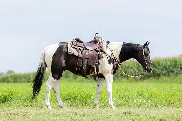 husband-safe-paint-horse