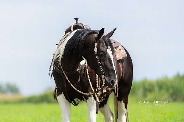 ranch-work-paint-horse