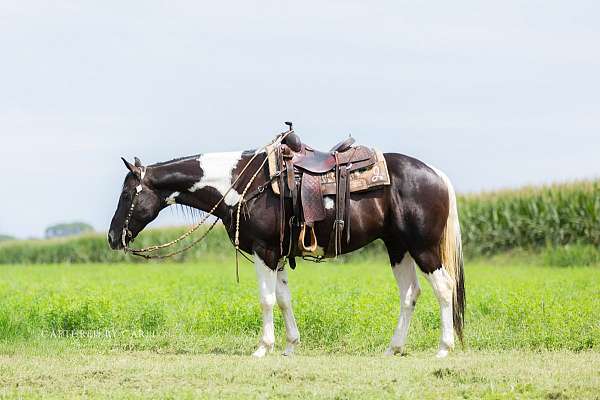 ranch-paint-horse
