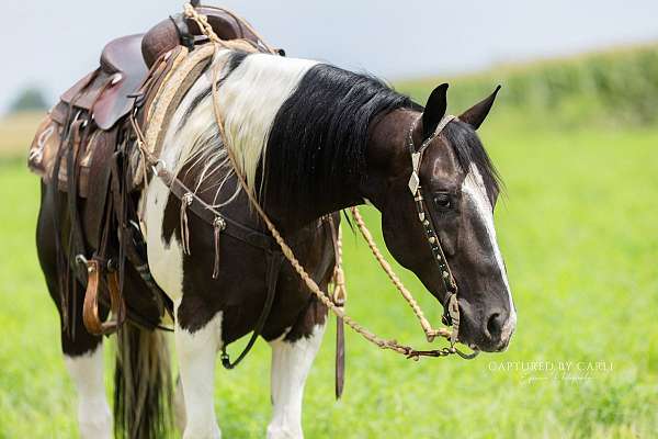 roping-paint-horse