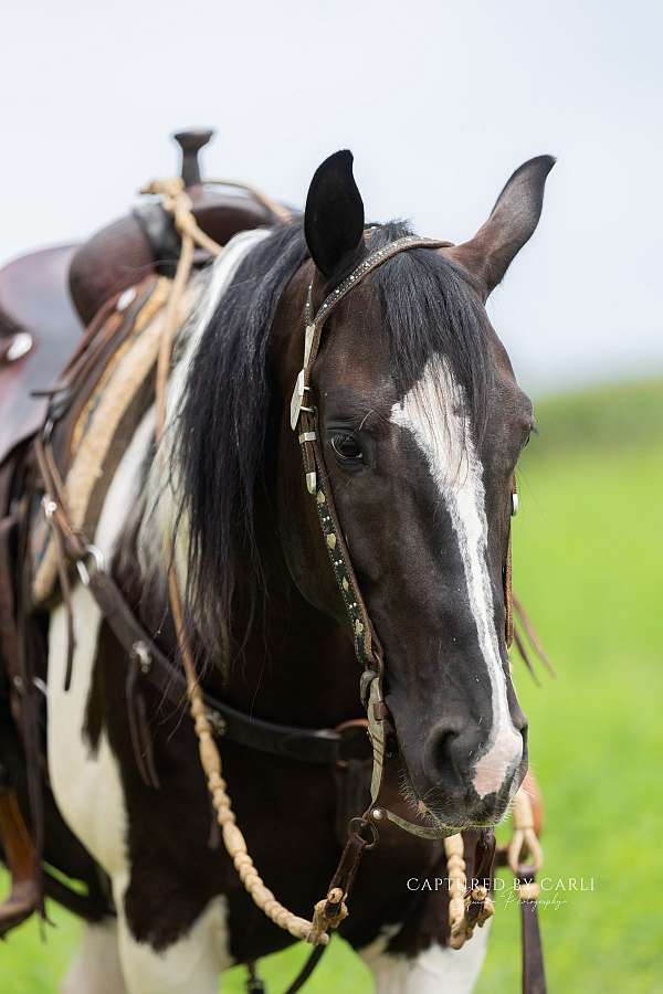 show-paint-horse