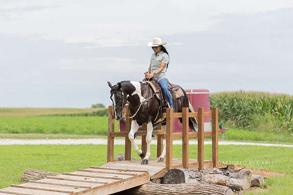 trail-paint-horse