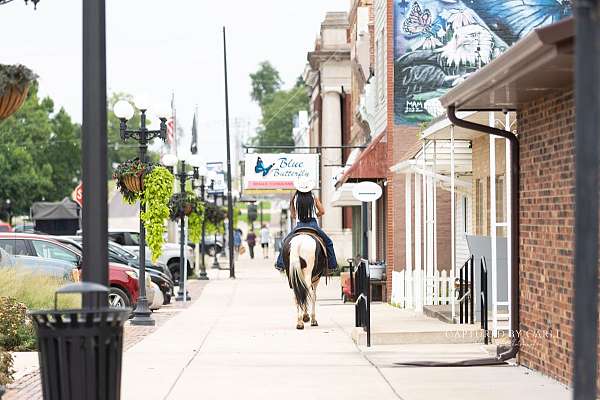 working-cattle-paint-horse