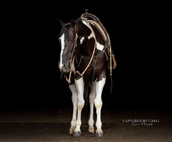 piebald-husband-safe-horse