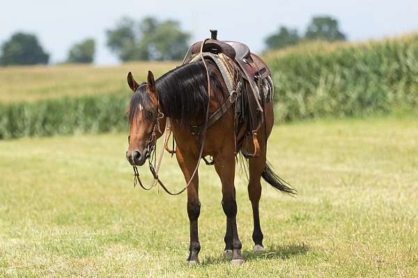 ranch-quarter-horse