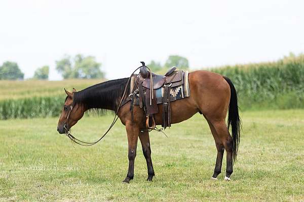 performance-quarter-horse