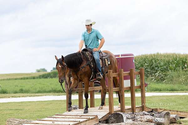 show-quarter-horse