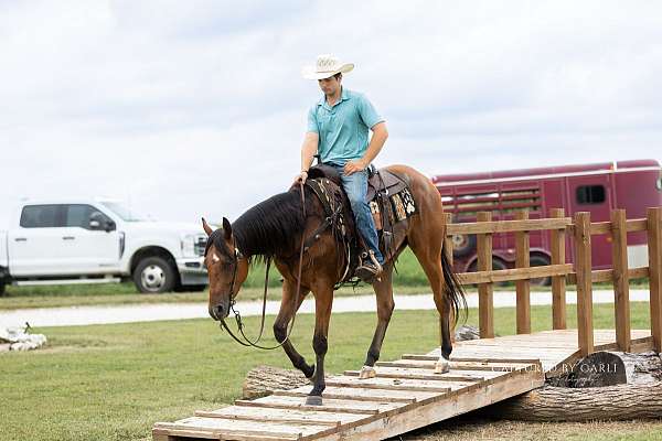 show-hack-quarter-horse