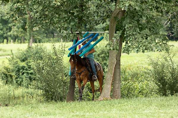 trail-quarter-horse
