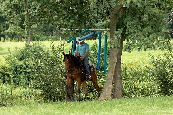 trail-riding-quarter-horse