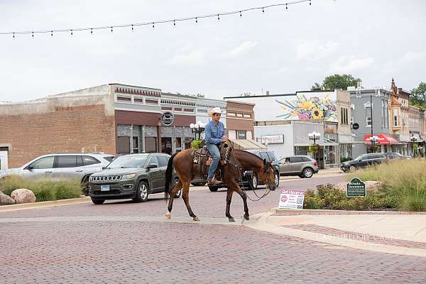 working-cattle-quarter-horse