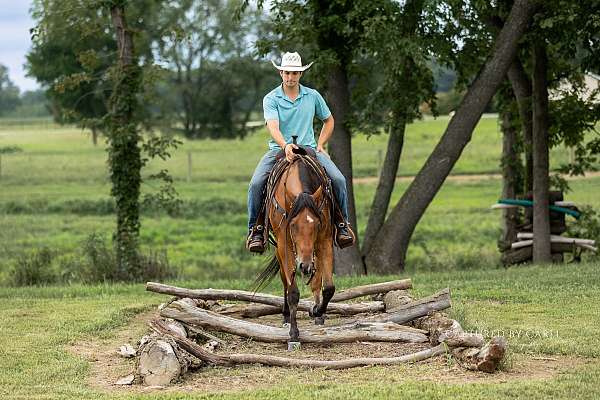 ranch-work-quarter-horse