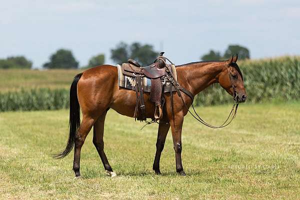 all-around-quarter-horse