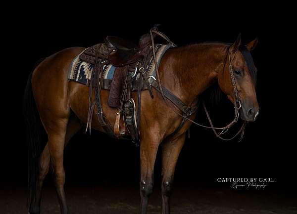 athletic-quarter-horse