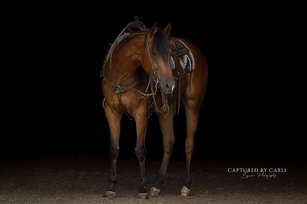 flashy-quarter-horse