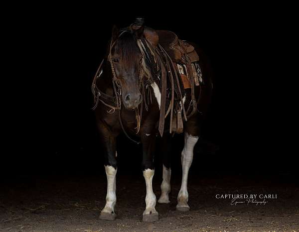 athletic-draft-horse