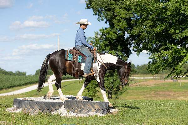 beginner-draft-horse