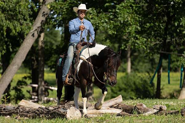 driving-draft-horse