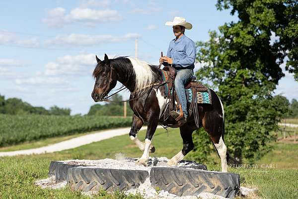 flashy-draft-horse