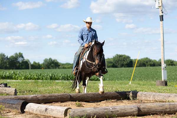 kid-safe-draft-horse