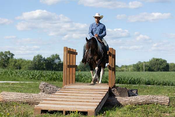 ridden-english-draft-horse