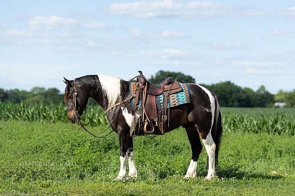 trail-draft-horse