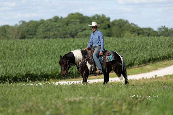 trail-riding-draft-horse