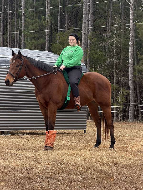 thoroughbred-horse-for-sale