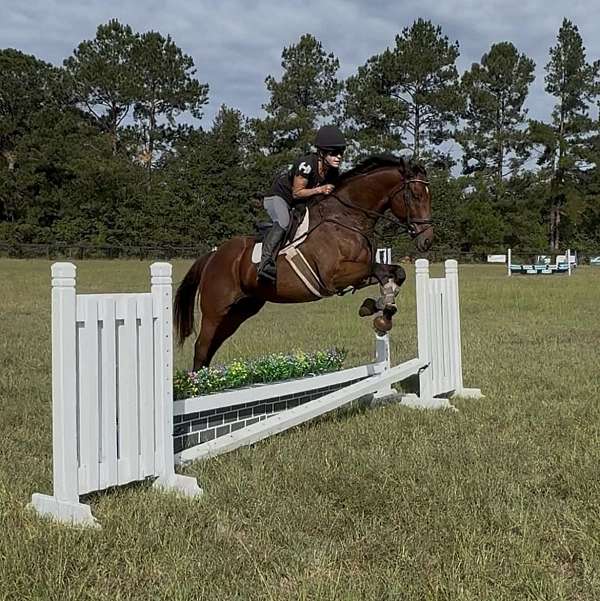 thoroughbred-horse