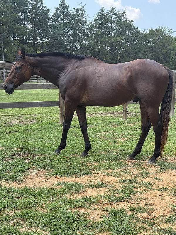 thoroughbred-gelding