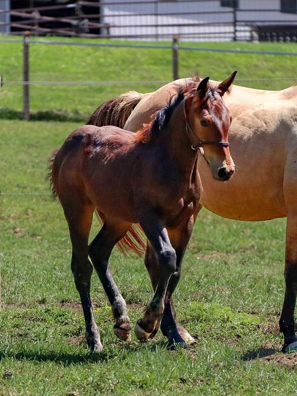 bay-aws-filly