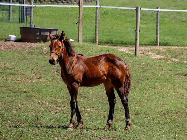 brabant-filly