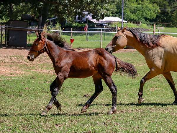 aws-filly