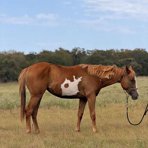 paint-filly