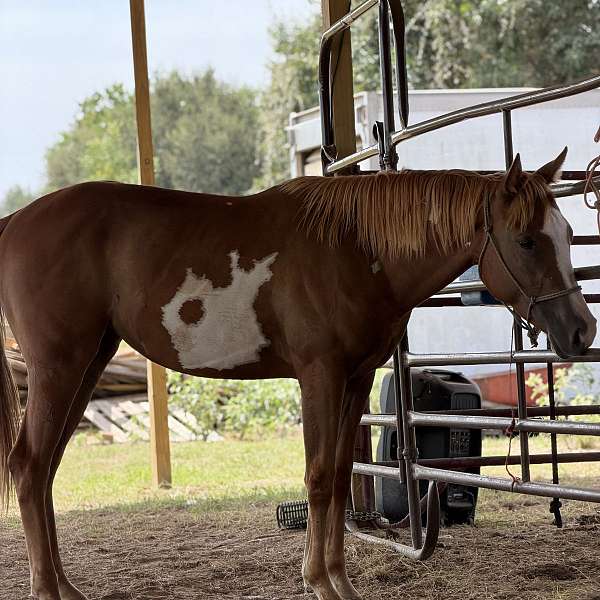 paint-horse-for-sale