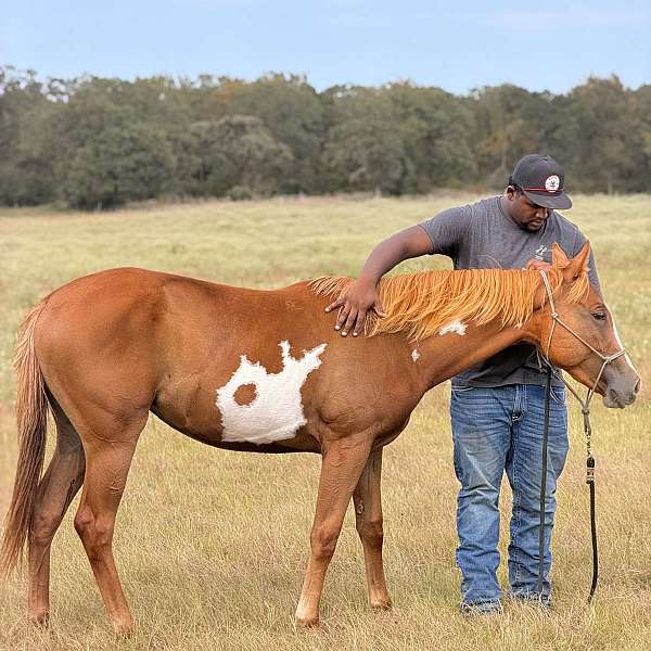 paint-horse