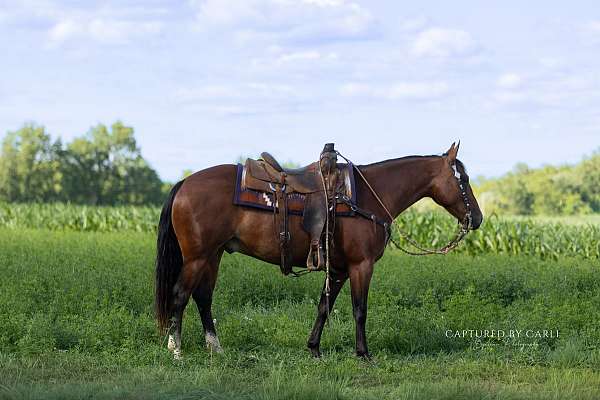 all-around-quarter-horse