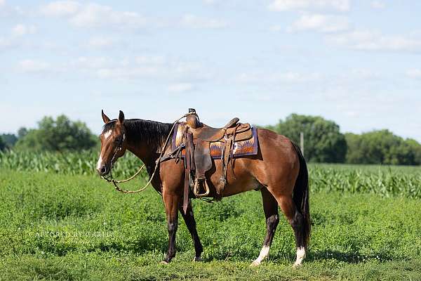 athletic-quarter-horse