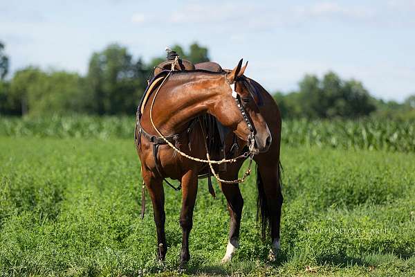flashy-quarter-horse