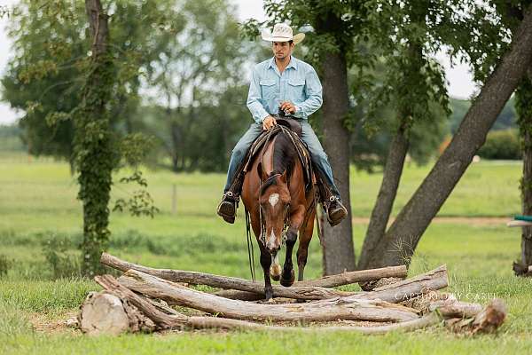 performance-quarter-horse