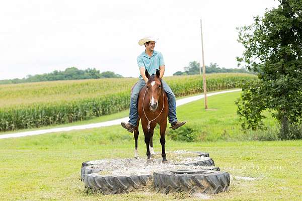 ranch-quarter-horse