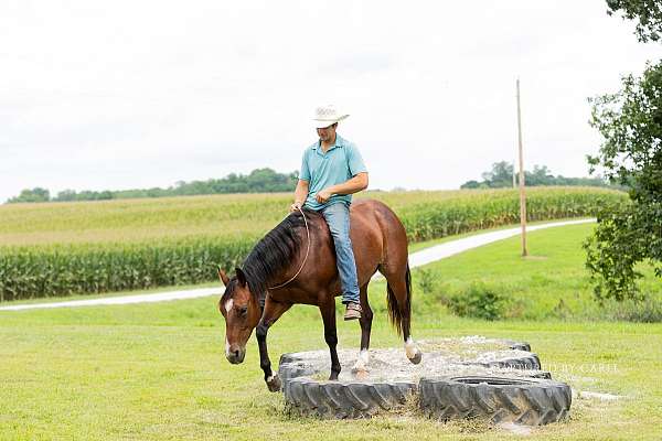 ranch-versatility-quarter-horse