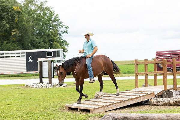 ranch-work-quarter-horse