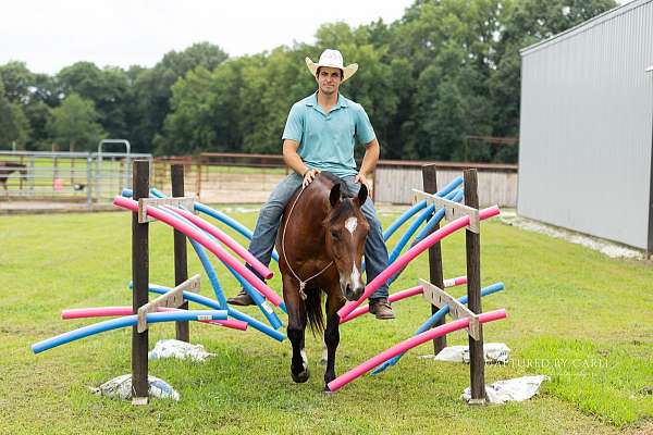 roping-quarter-horse