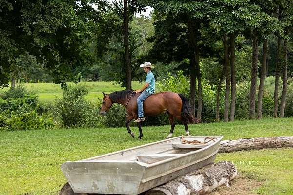 show-quarter-horse