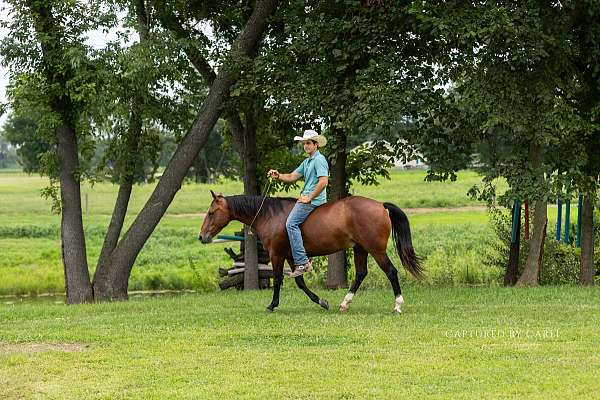 trail-quarter-horse