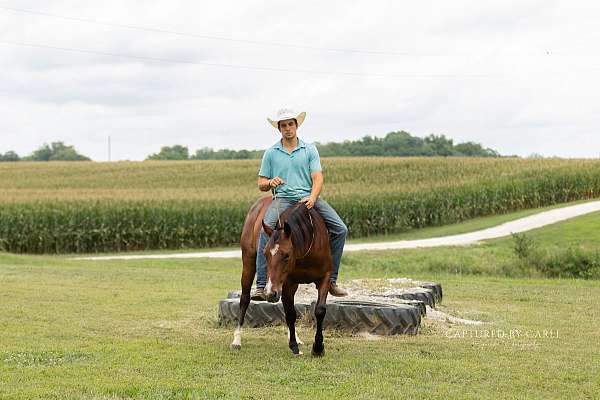 working-cattle-quarter-horse