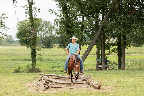 western-riding-quarter-horse