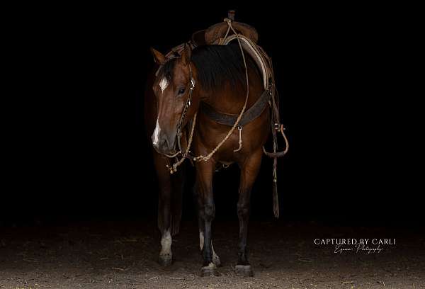 youth-quarter-horse