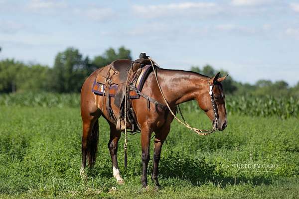 bay-quarter-horse-gelding